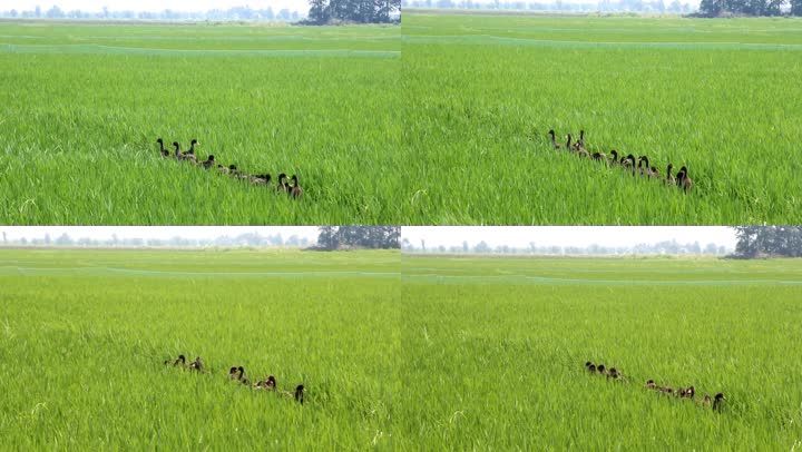 it外包服務_北京it外包公司有哪些_it外包市場分析及營銷模式探討